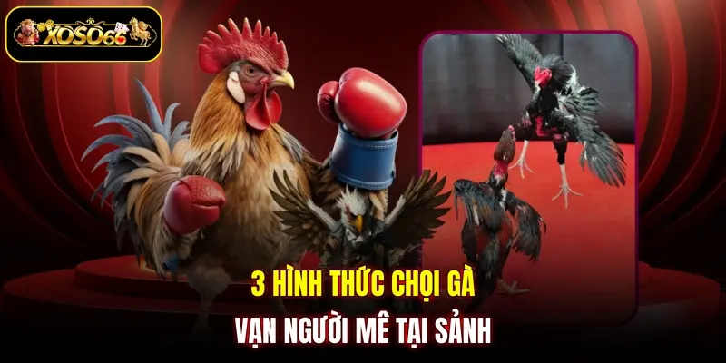 3 hình thức chọi gà vạn người mê tại sảnh
